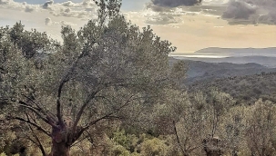 Şehirden çıkıp Köyüne Yerleşti Zeytinyağı Üretimine Başladı