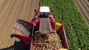 Şeker pancarı alım fiyatı 3'üncü defa güncellendi