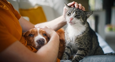 Mevsimsel Adaptasyon ile Kedi ve Köpek Bakımı
