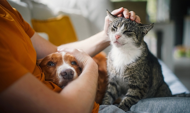 Mevsimsel Adaptasyon ile Kedi ve Köpek Bakımı
