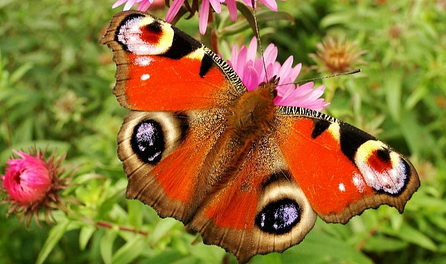 Bir Kelebeğin Sırtından Okunan Hikmet